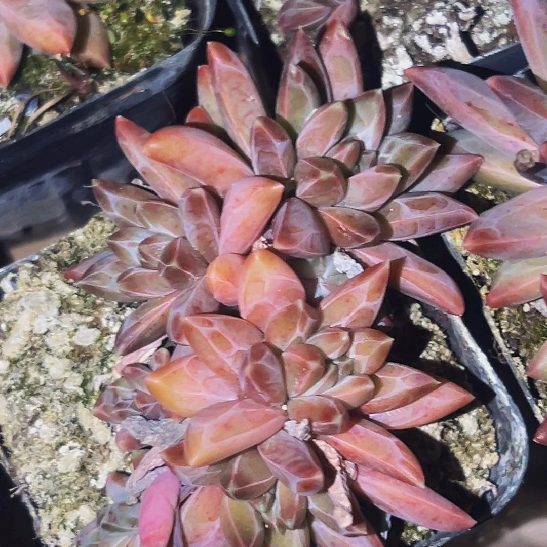 桔云多肉美人精品系列