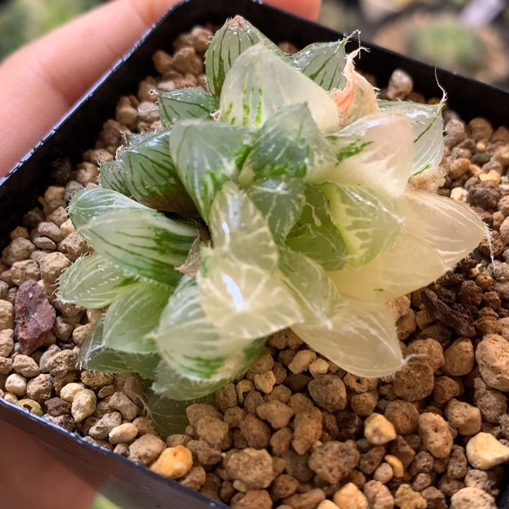 冰魄玉露锦带盆土发货
