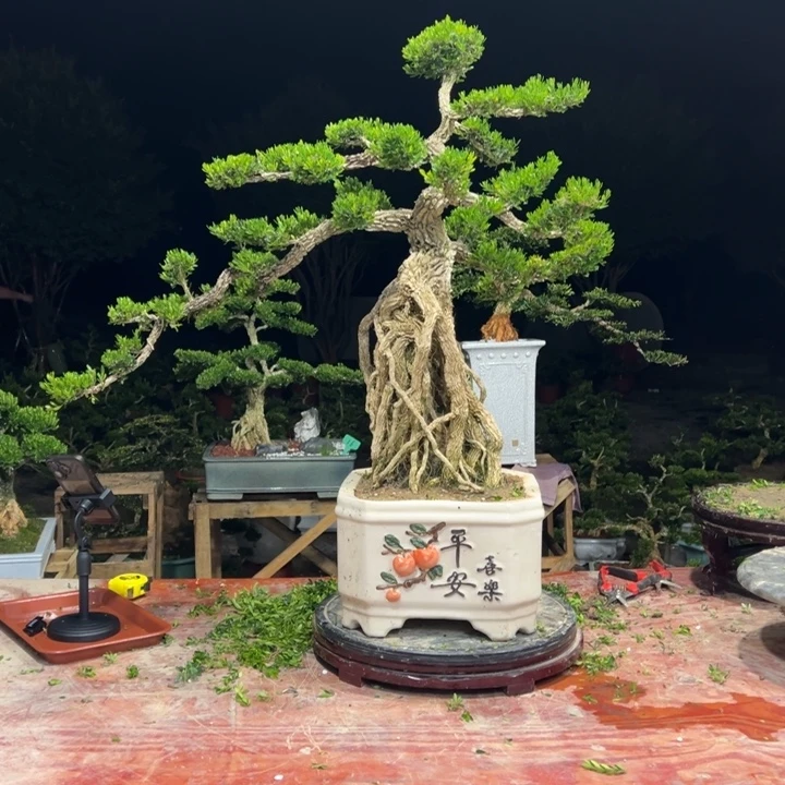 金***鸿无花朵广东皱皮雀舌黄杨