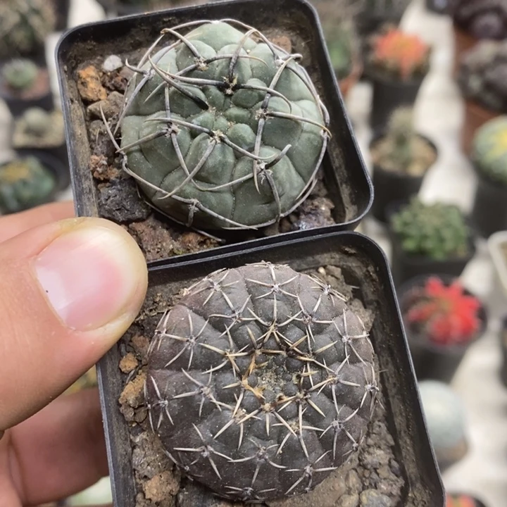 实生怪龙丸2颗特价