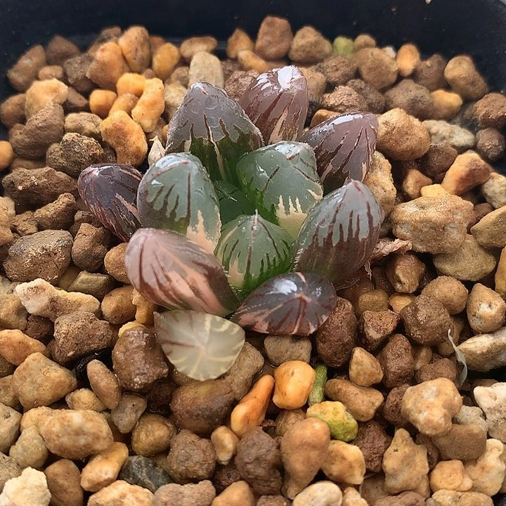 黑葡萄玉露锦一物一拍