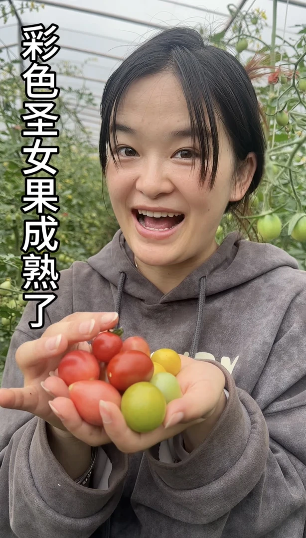 【顺丰包邮】 云南大理本地正宗三色圣女果爆汁酸甜多汁