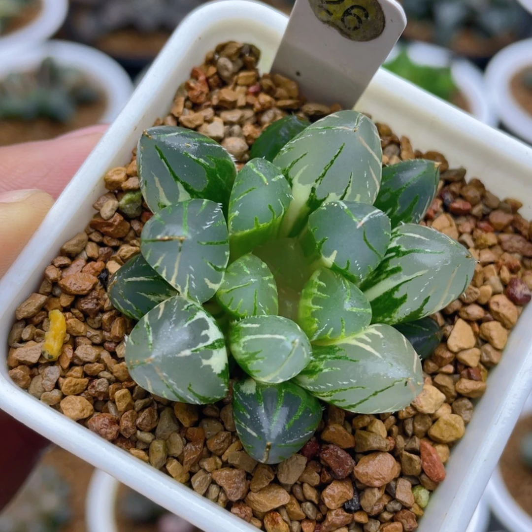 oh玉露锦十二卷多肉