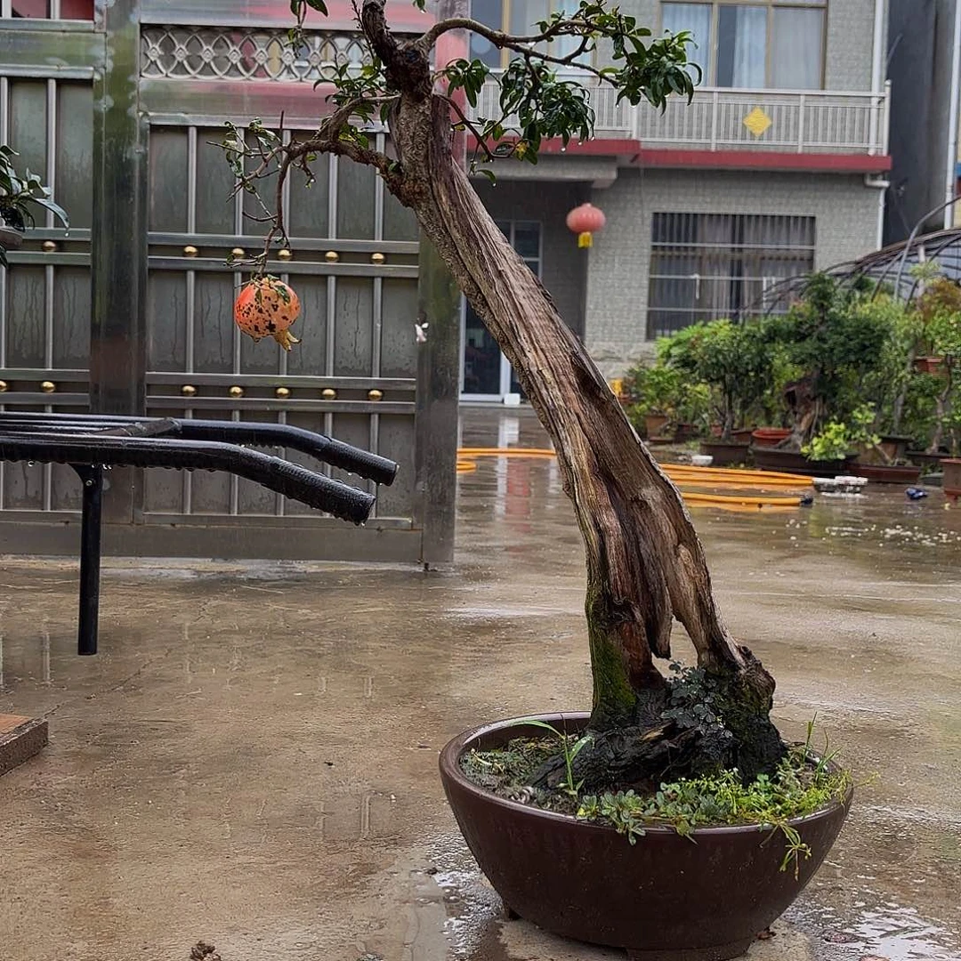 完全开放石榴盆景盆栽植物
