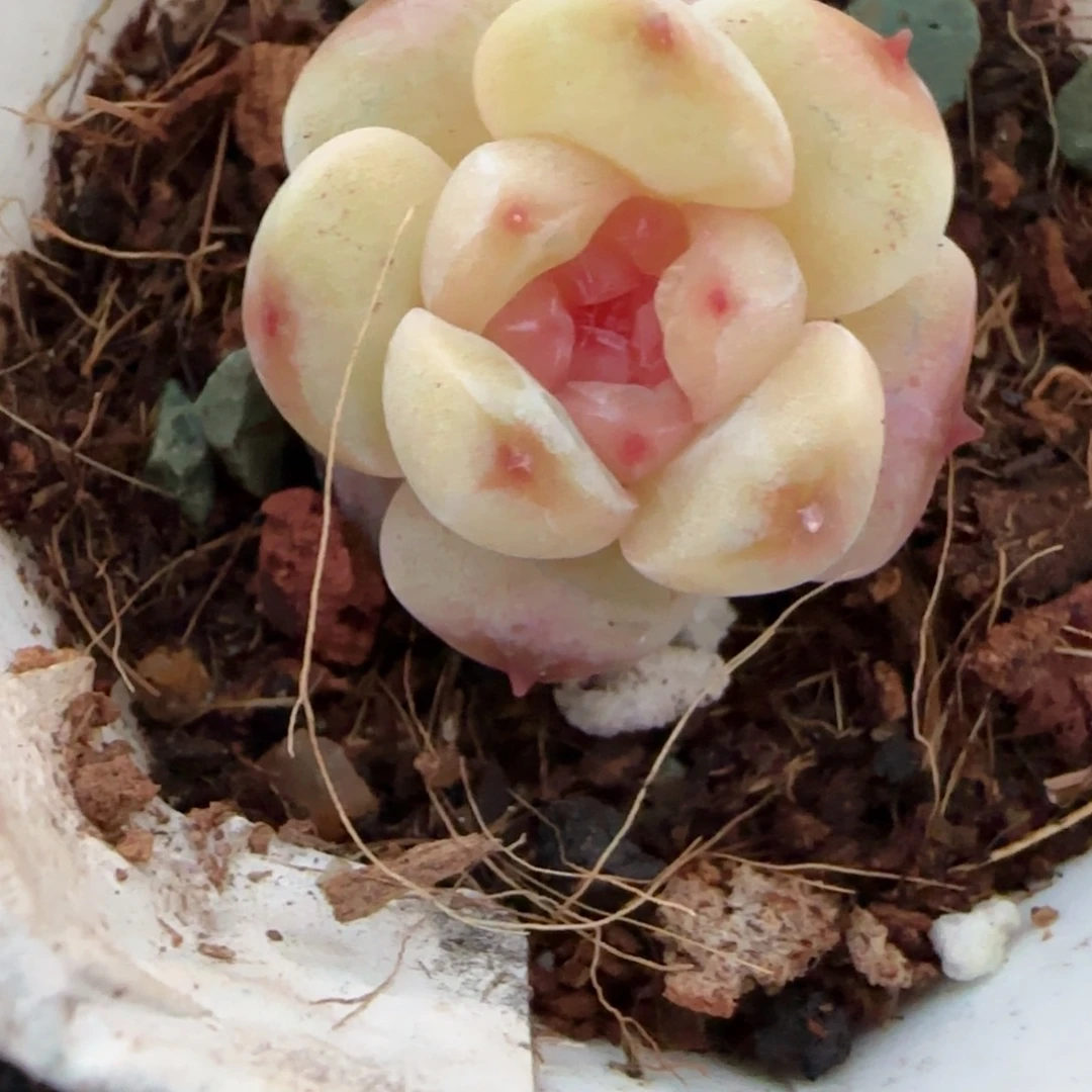 多肉小卡拉米糖心一物一拍