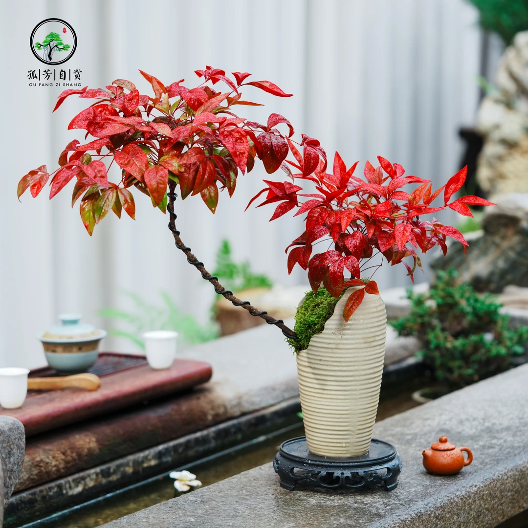 【鸿运当头】火焰南天竹盆景茶室室内高档植物组合盆栽庭院造景中式
