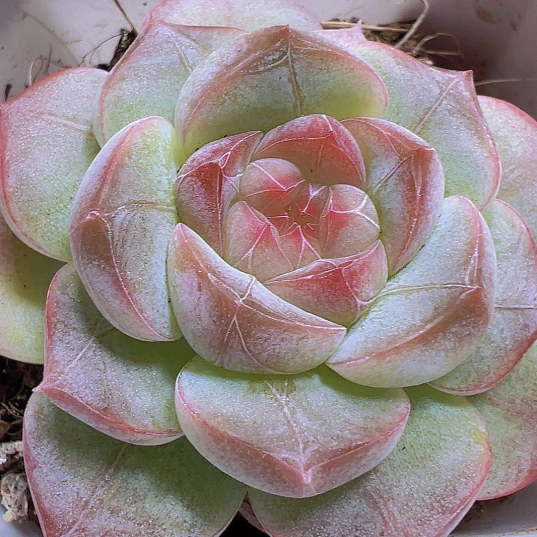 纹星珍妮19包邮多肉