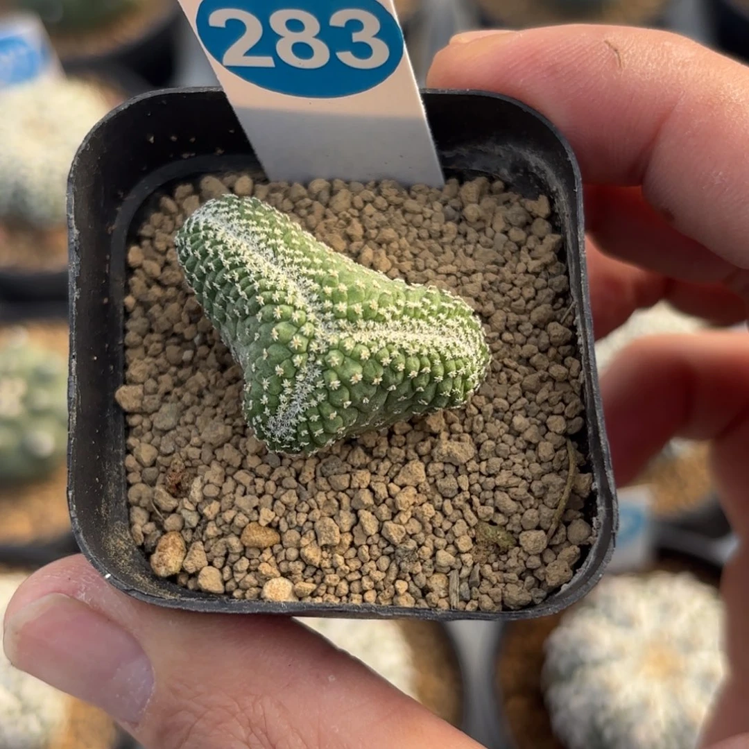 283实生菊水带盆带土发货