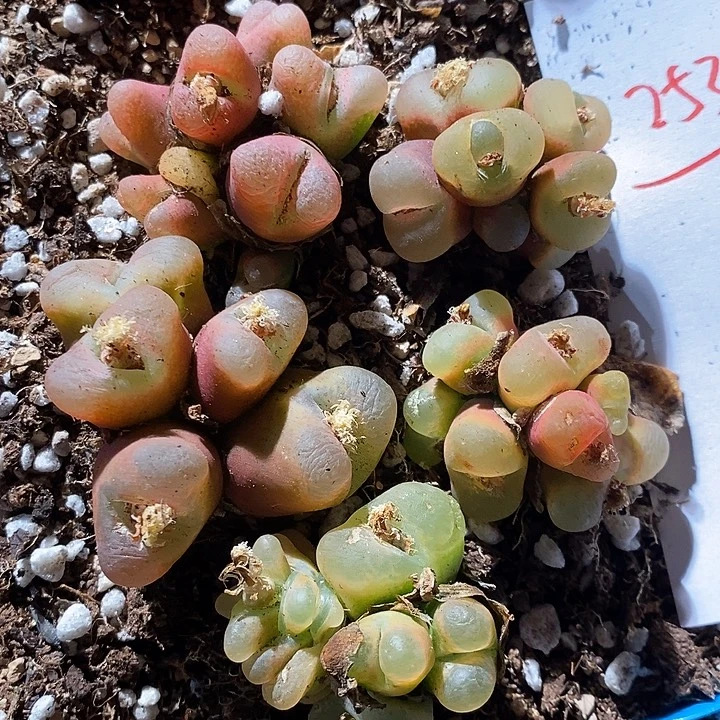 25320。    一组。 整点福利蟠桃群生一组。