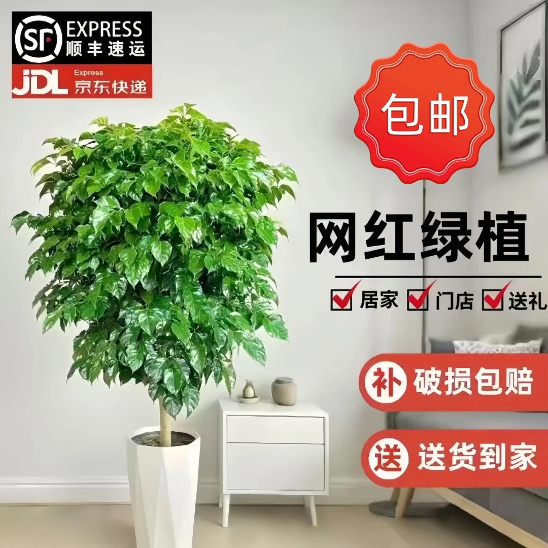 【顺丰/京东包邮】1.1米-1.3米独杆棒棒糖幸福树室内绿植净化空气hg