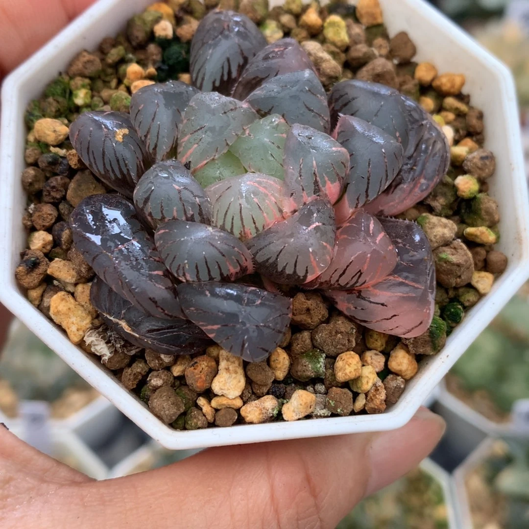 钭***钭紫罗兰玉露锦，带盆一起