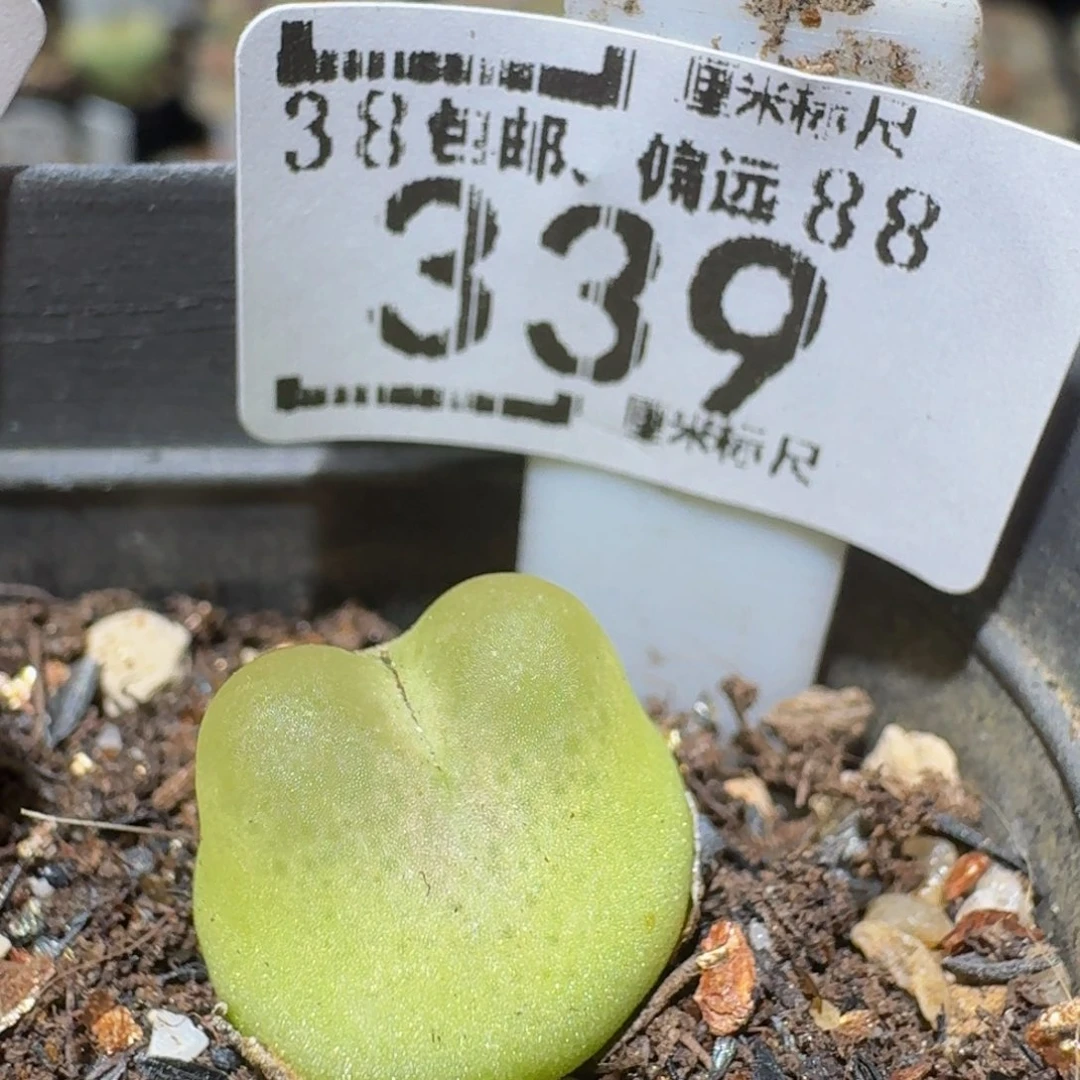 Ssss精品生石花339