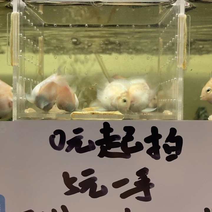 鹦鹉鱼白金桃心迷你鹦鹉