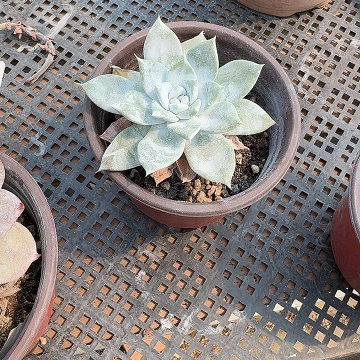 咪*牡丹苹果叶仙女杯