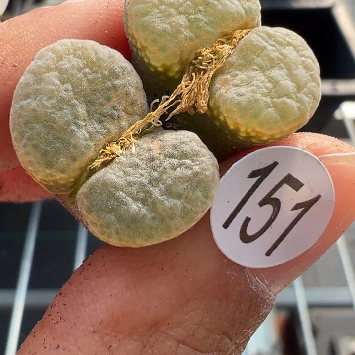 151号双11福利不代表平时价格