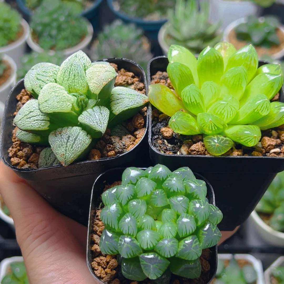 磨面+苏州玉露+糯肌玉露1