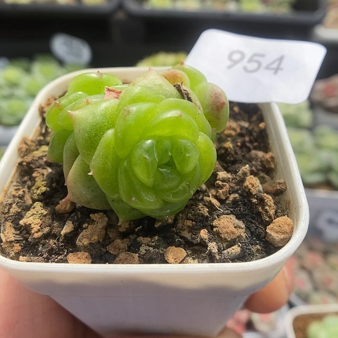 一物一拍一物一拍925-954