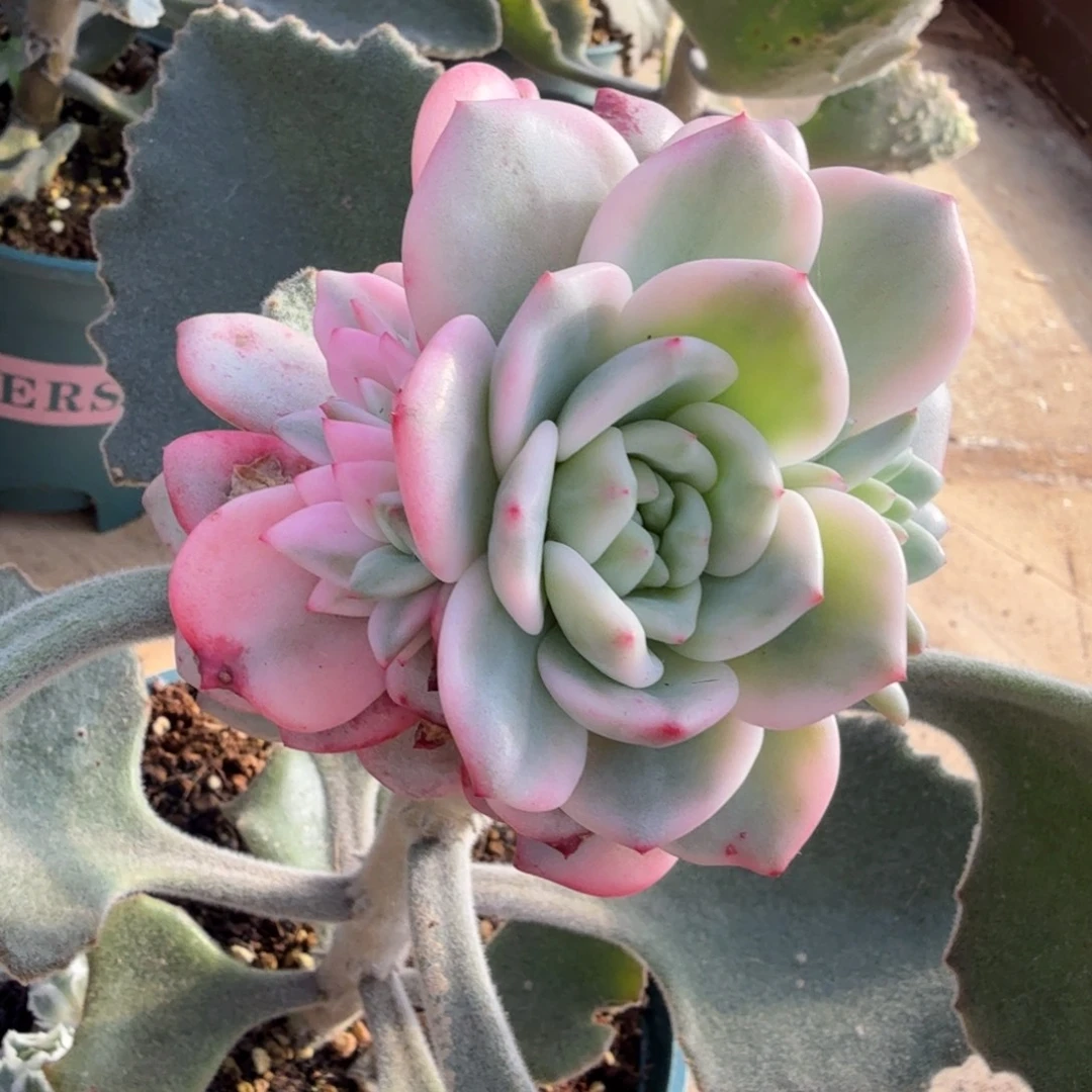 爱丽儿锦7捧一带宽锦头