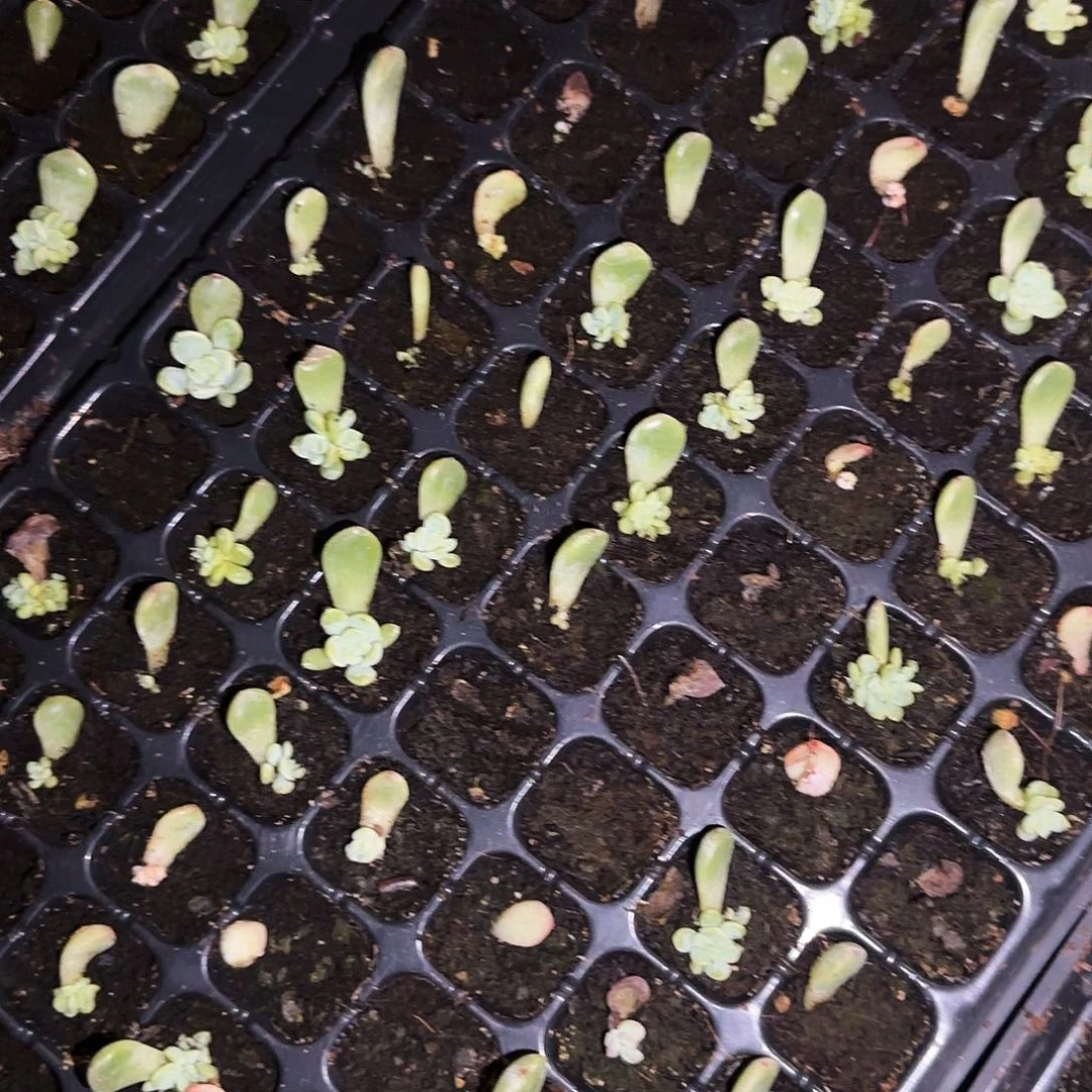 174 甜心芝麻一个满25包邮