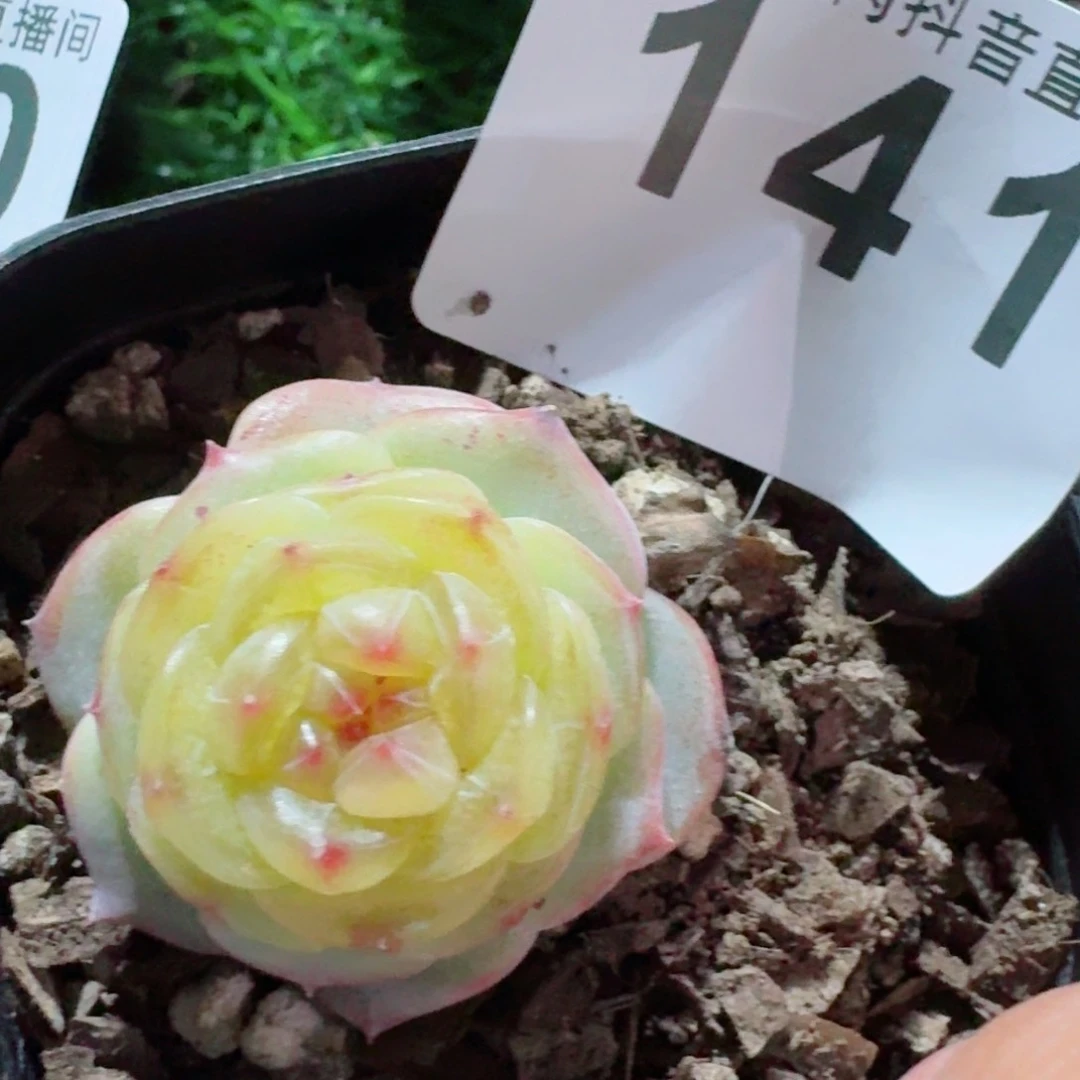 平***乐专拍亮宝         精品多肉