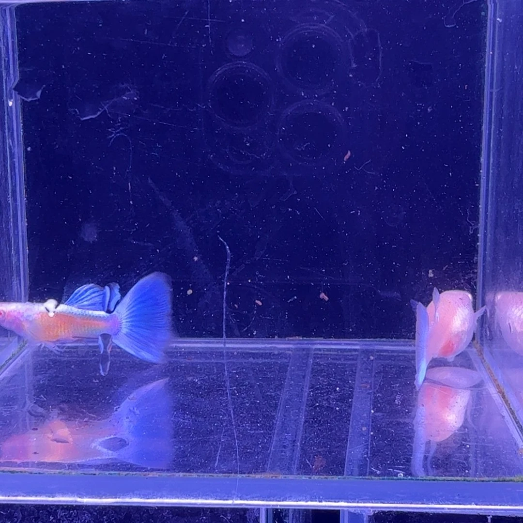 孔雀鱼蓝白噢意1对