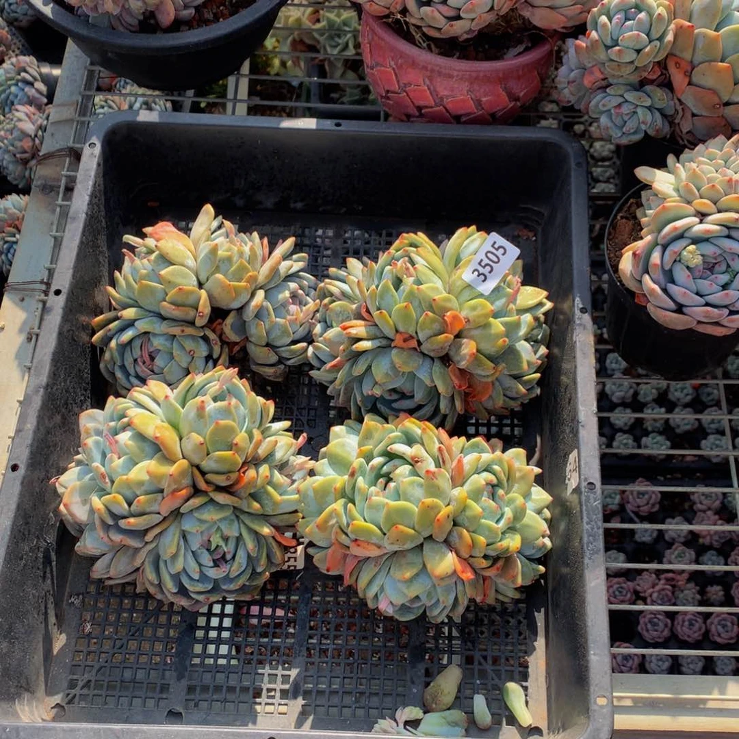 3505四个一起嗯嗯嗯我想看