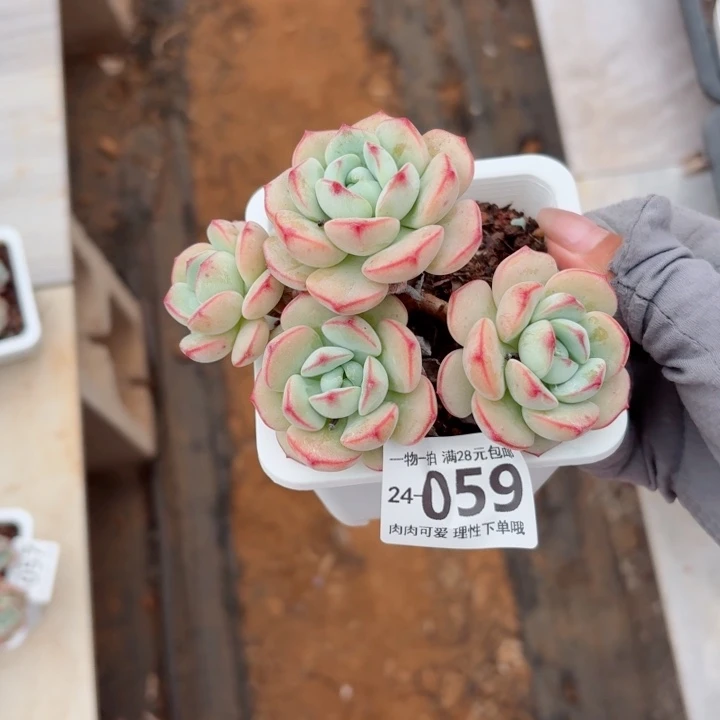 白底香草无盆土发货无