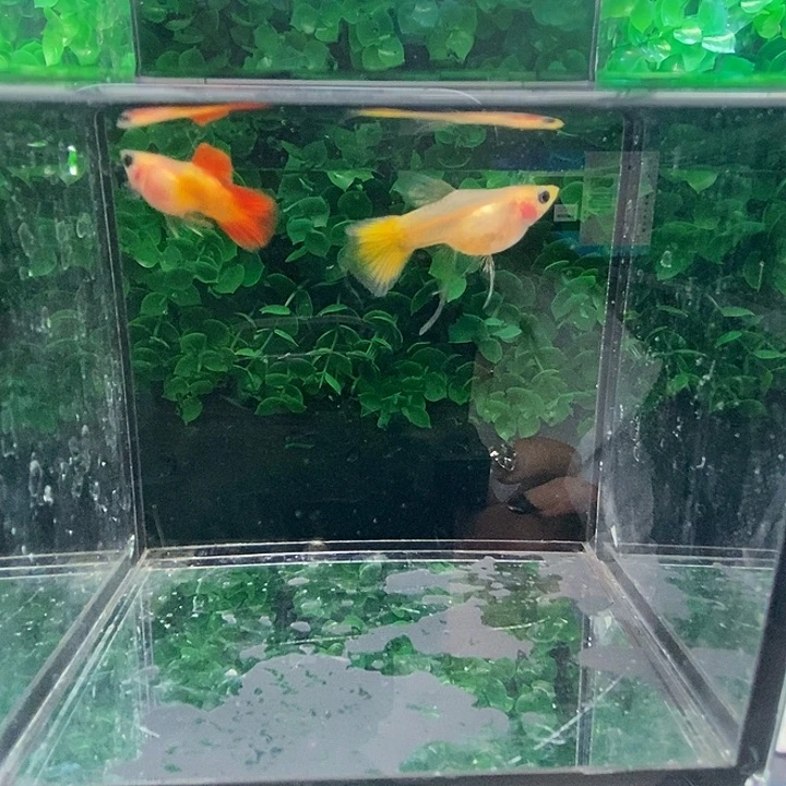 孔雀鱼皇家落日玻璃猫大c