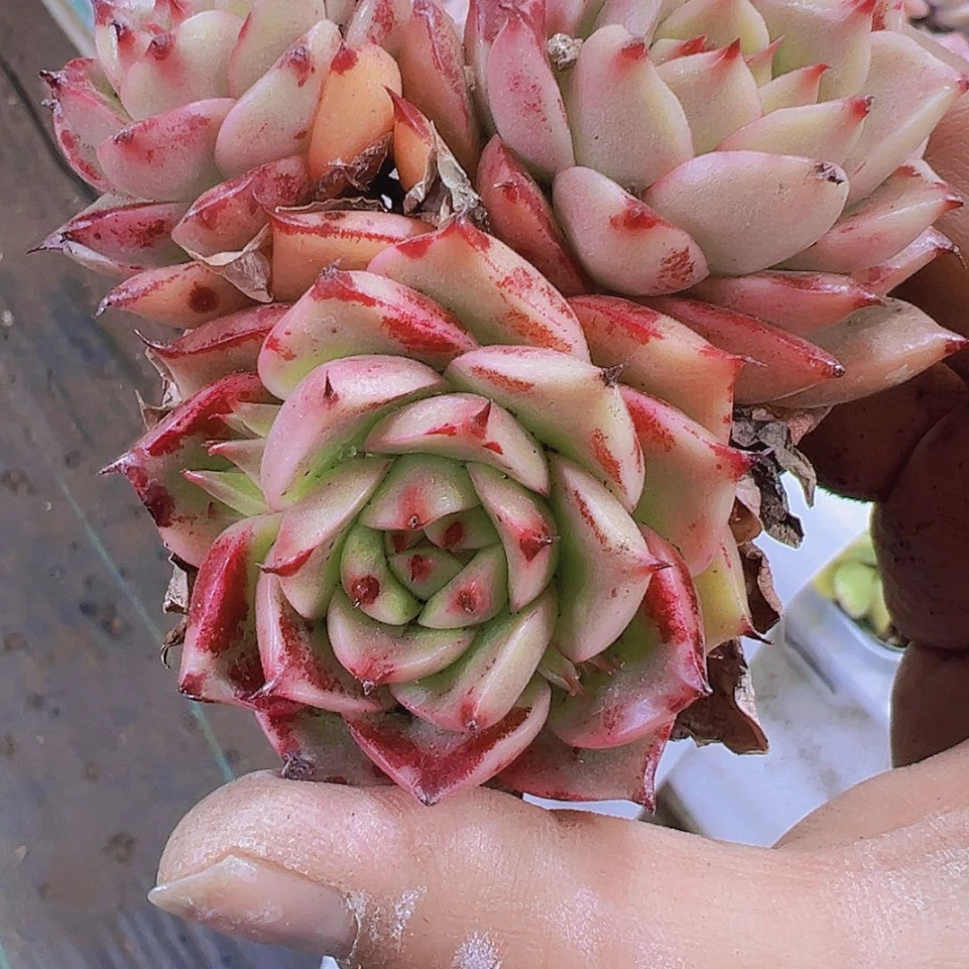 彩椒群生19包邮多肉植物