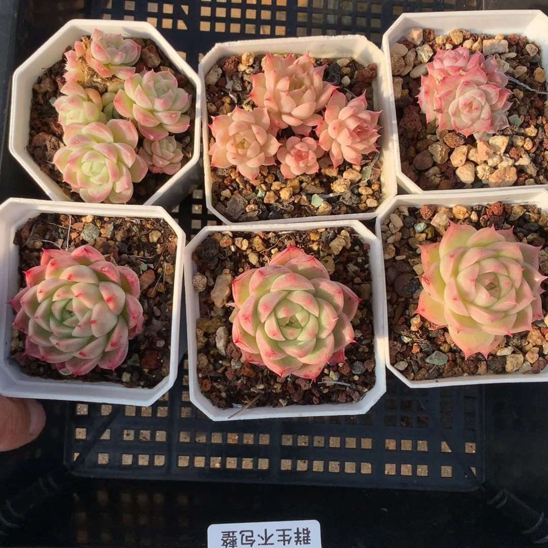 1128-40 套餐一组