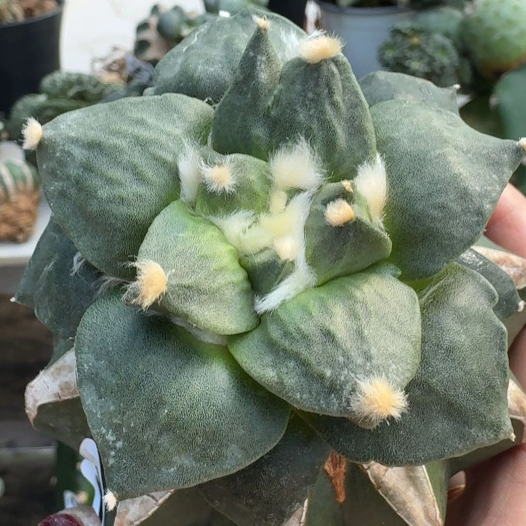 【闪购商品】无花朵相****?燕尾怒237