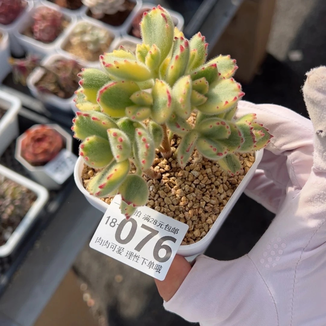 白熊多肉多肉多肉多肉多肉