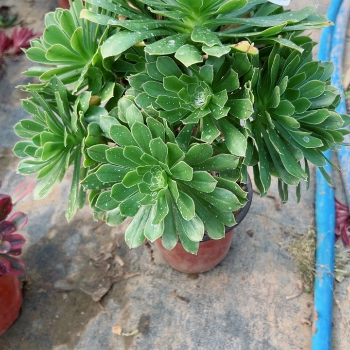 453绿法斯多肉植物