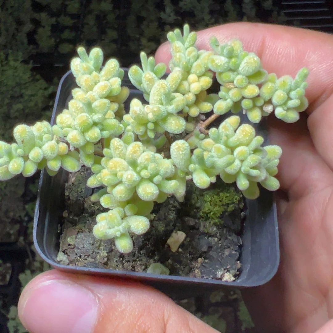 冰紫55杯老桩福利精品