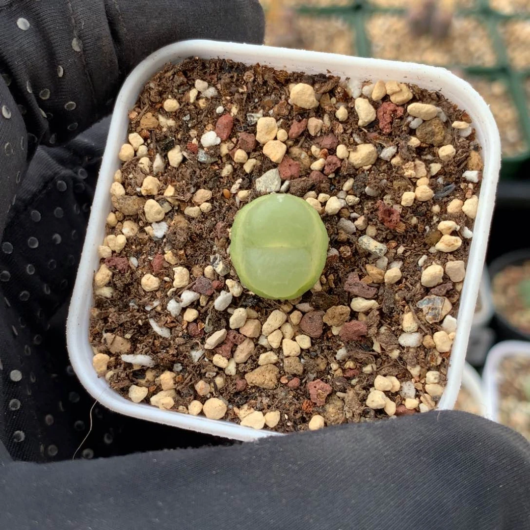 a216紫皮拉登一颗