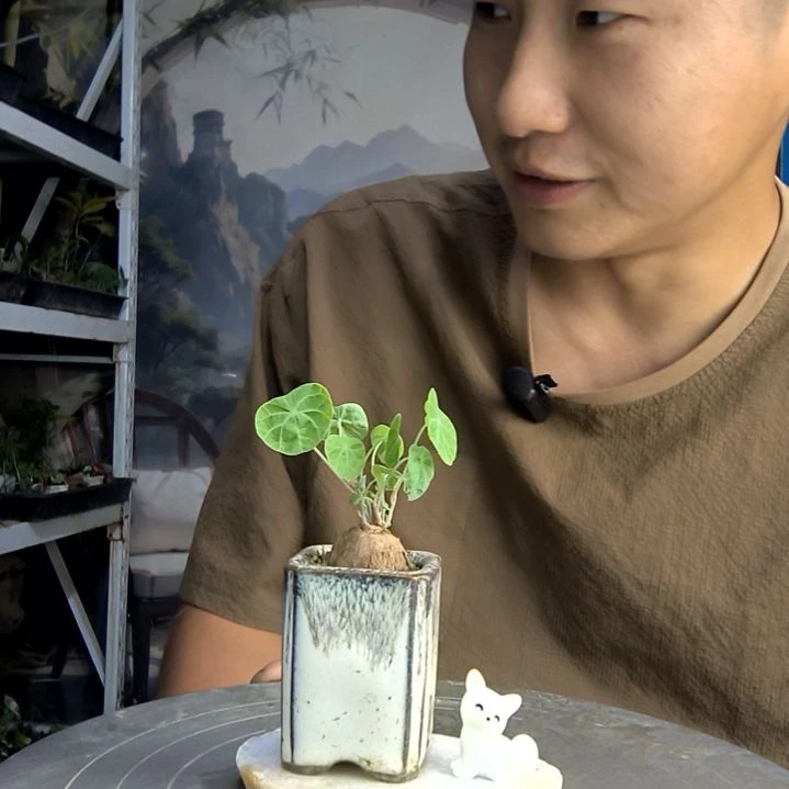 他*她中青园艺一物一拍156