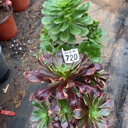 720两个法师不包断枝