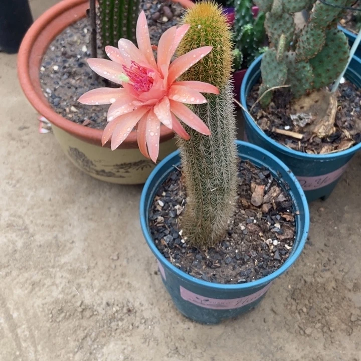 金妞洪克斯一棵无侧芽