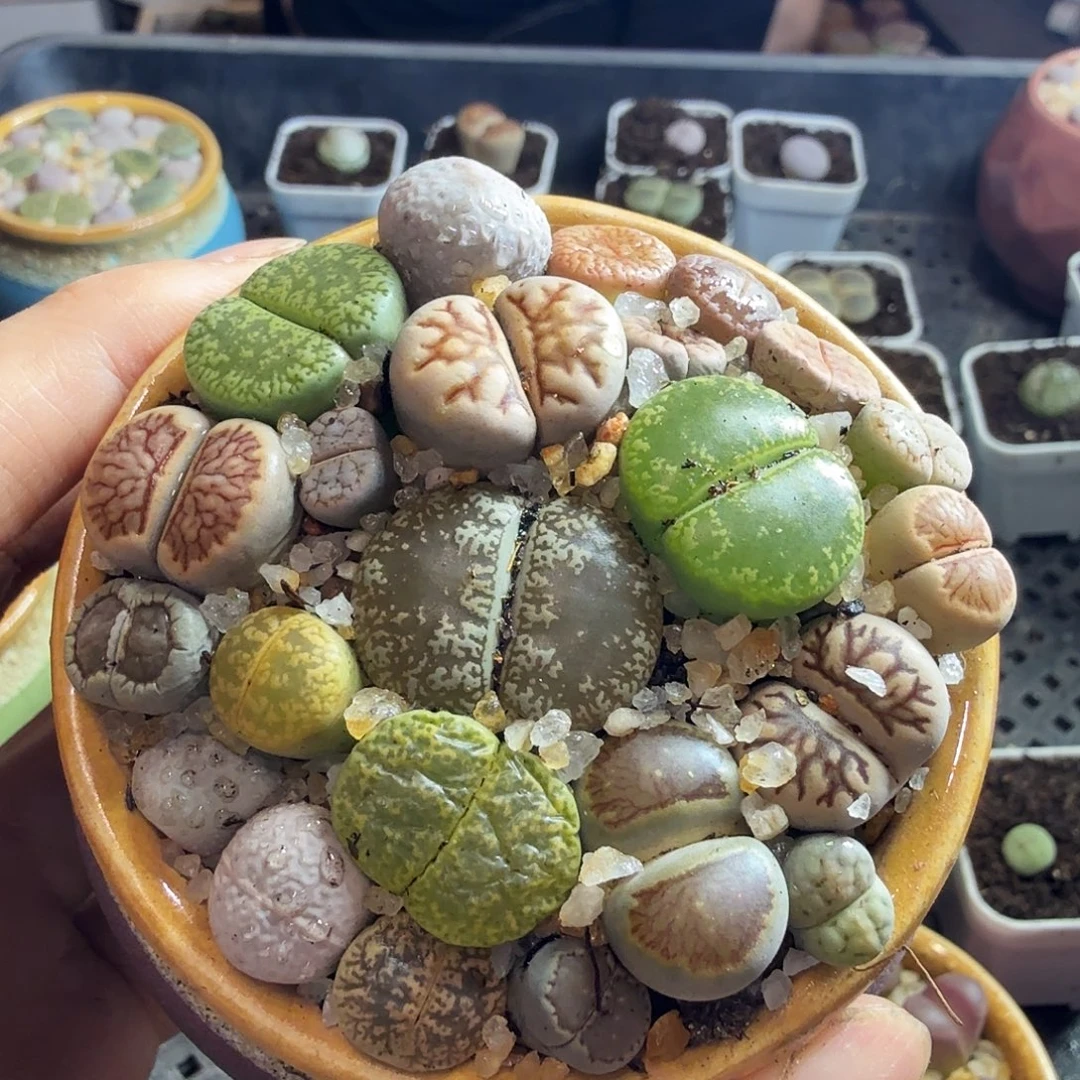 钟***瑶多肉葡萄的季节来77