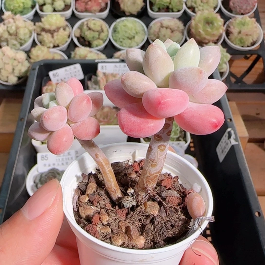 1114------89鱼子酱小老桩