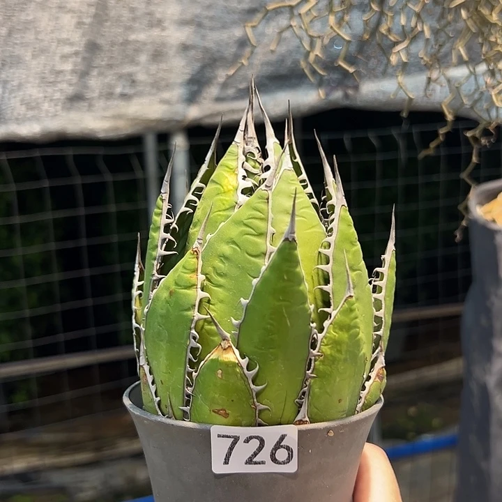 佩***着大颗 霍利达 脱土发货 726