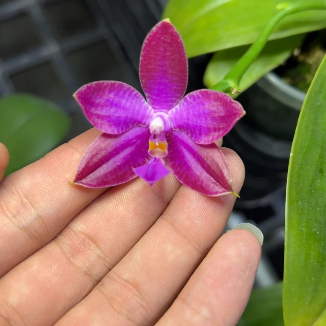 完全开放l256三寸ys1193