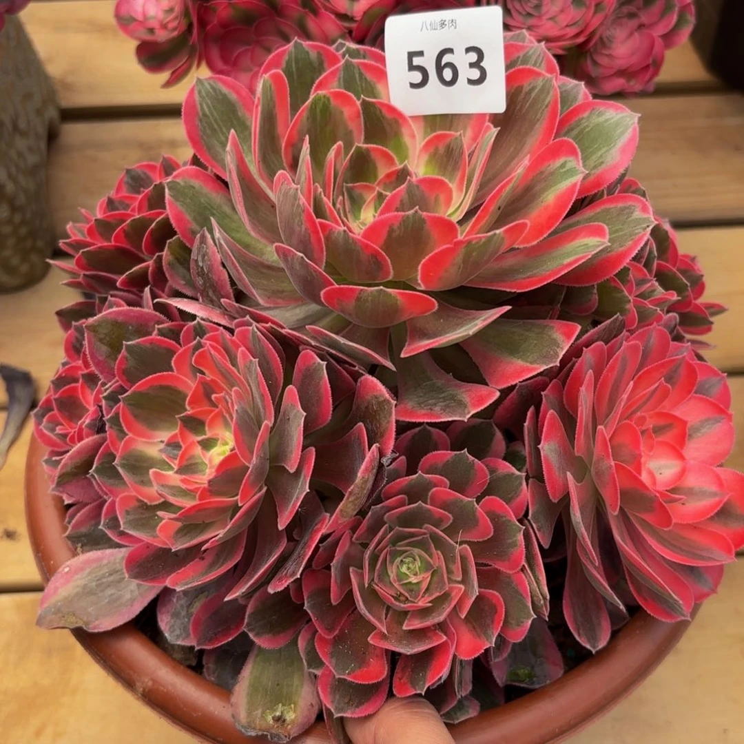 563多肉植物花样年华