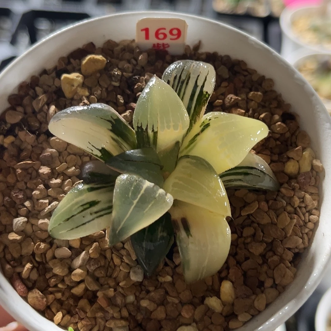 169红纹寿锦福利福利