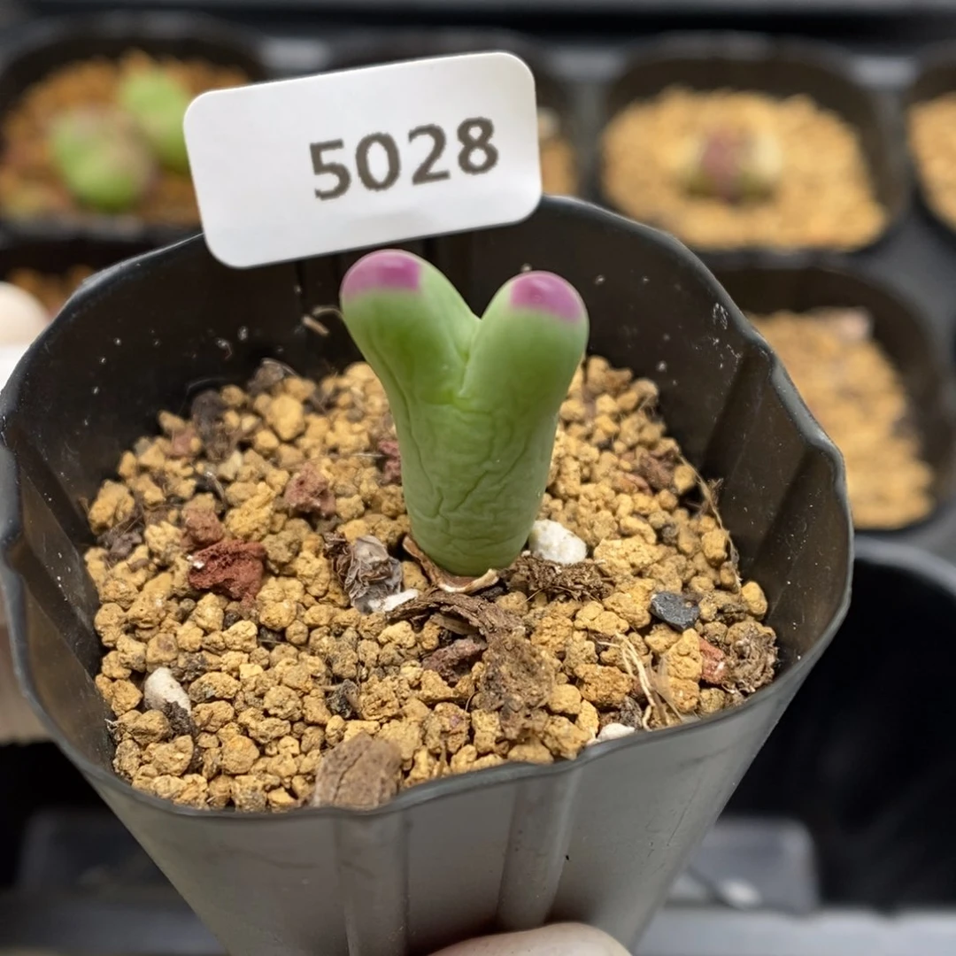 多肉植物肉锥杂交K-5028