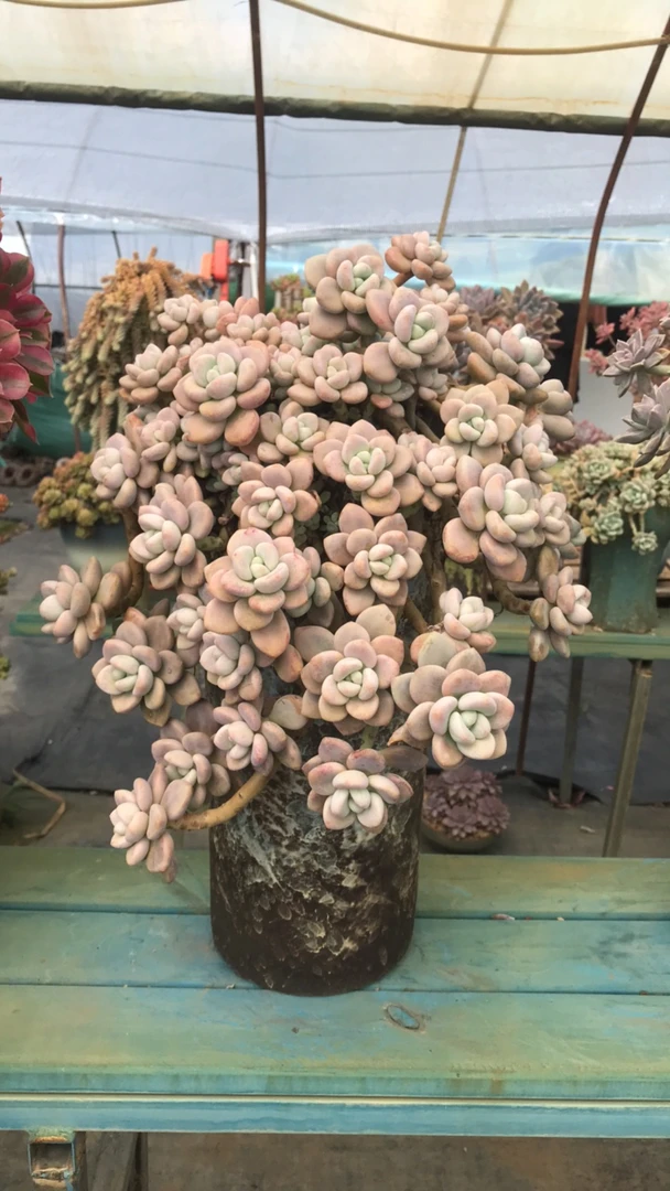 整装无砍老桩红洛神