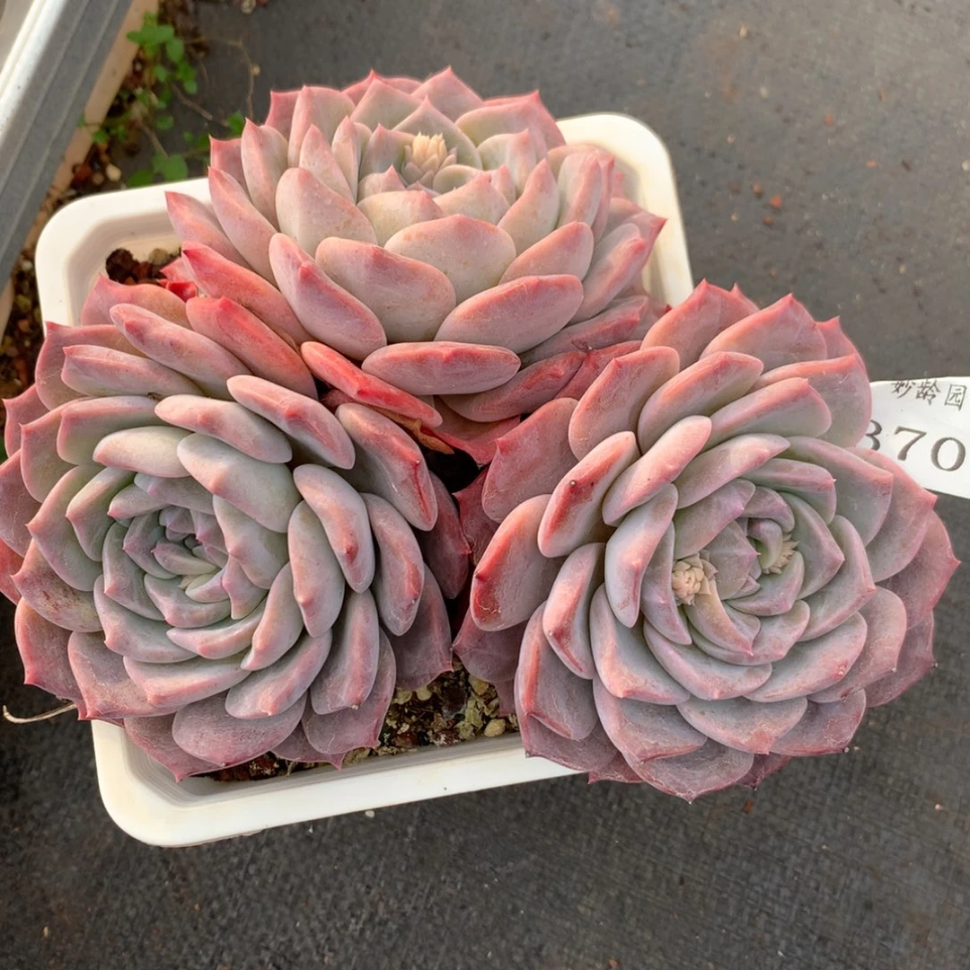 3707新年快乐发发发