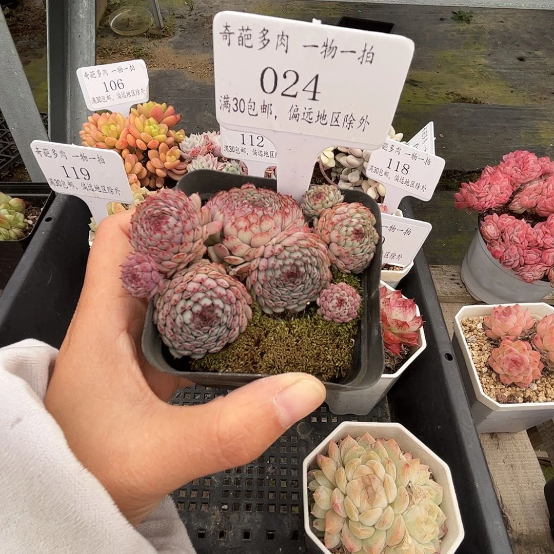 024 多肉脱土 群生不包整