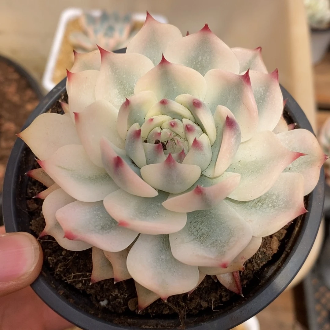 吉娃娃锦多肉植物0089