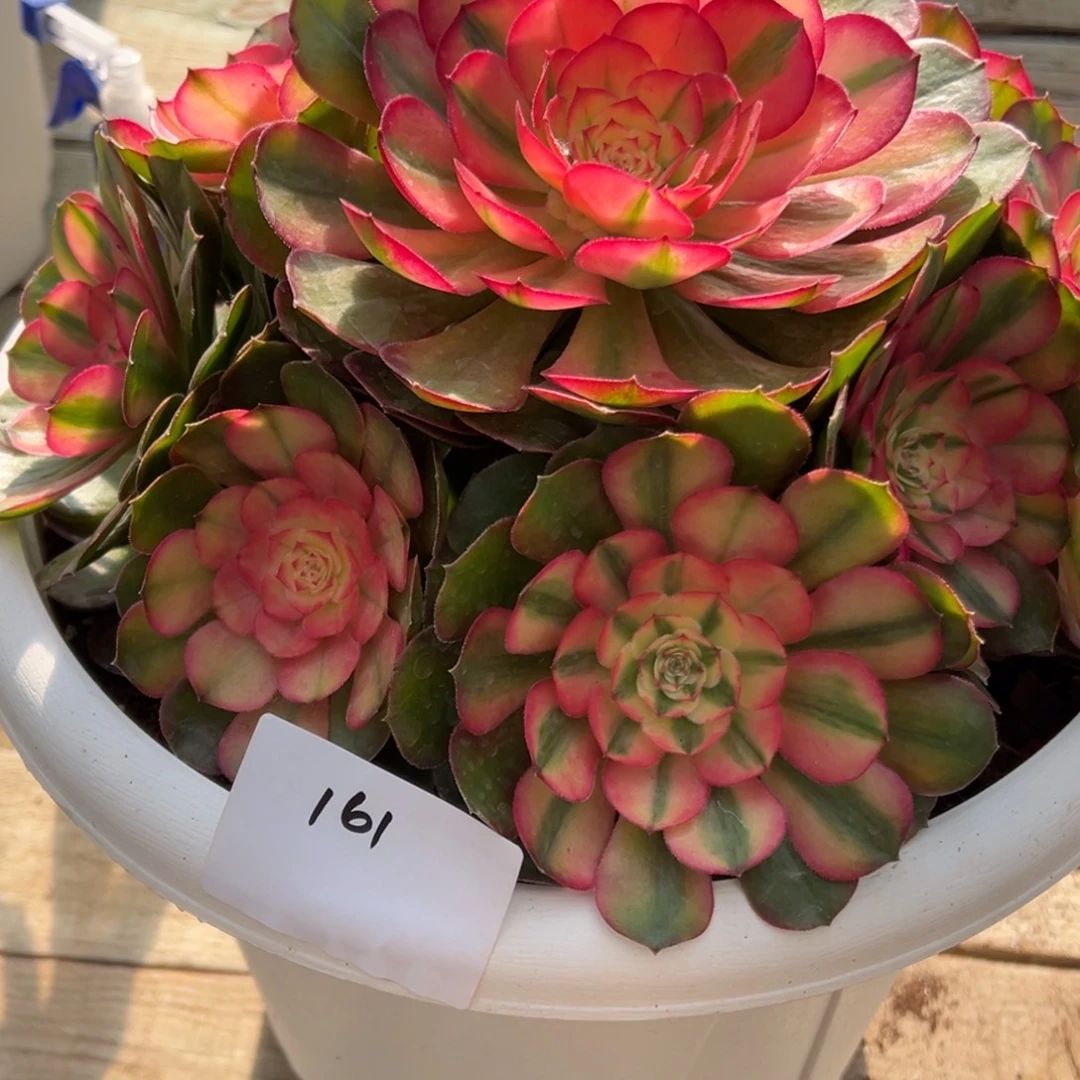 161红荔枝（零下勿拍）